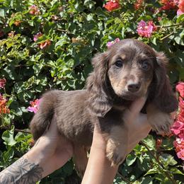 Dachshund Puppies from Teenie Tiny Doxies