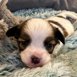 John - White and sable male Papillon puppy in Central Florida, Florida from Sunshine Papillons Central Florida