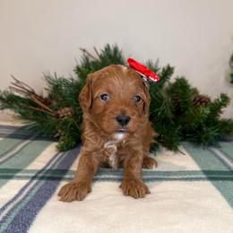 Joyce - Red - Red female Cavapoo puppy in South Jordan, Utah from Simply Sweet Paws. LLC