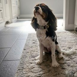 Cavalier King Charles Spaniel Puppies from Stonecoal Cavaliers