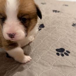Stevie Nicks - Sable female Pembroke Welsh Corgi puppy in Pensacola, Florida from Blue Angel Kennels