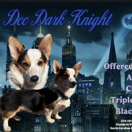 Batman - Pembroke Welsh Corgi