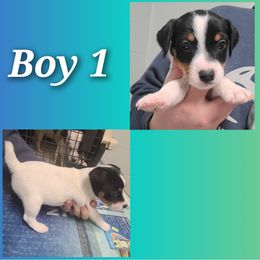 Companion Cross, Russell Terrier, and Yorkshire Terrier Puppies from Working W Kennels