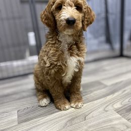 Goldendoodle Puppies from Totally Texas Doodles