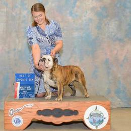 Jimmy - Bulldog