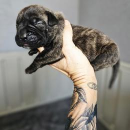 Perro de Presa Canario Puppies from PaPaws Gotta Love It Kennels