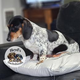 Sheba - Dachshund