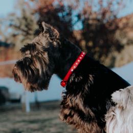 Bella - Miniature Schnauzer
