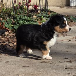 Georgie (Hollywood) - Black tri-color female Australian Shepherd puppy in Smithfield, Utah from Invictus Farms