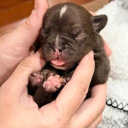 Missy - Tricolors female French Bulldog puppy in Delhi, Louisiana from 4T Ranch