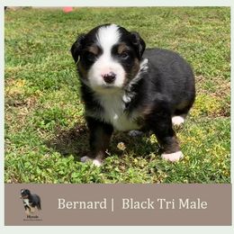 Miniature American Shepherd Puppies from Jennifer Shaneberger