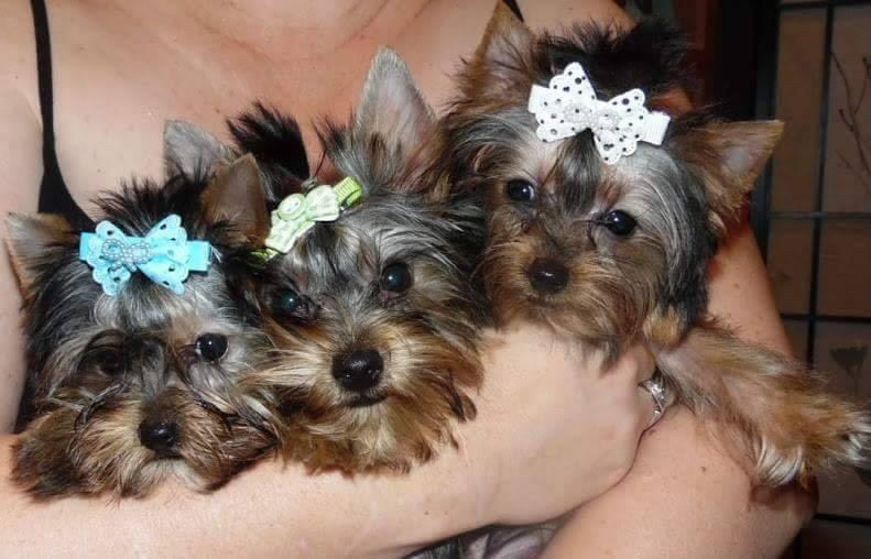Collier Ranch in California | Yorkshire Terrier puppies | Good Dog