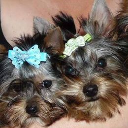 Yorkshire Terriers from Collier Ranch