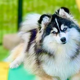 Pomskies from Blue Water Pomskies