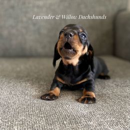 Dachshund Puppies from Lavender and Willow Dachshunds