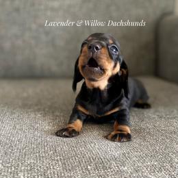 Dachshund Puppies from Lavender and Willow Dachshunds