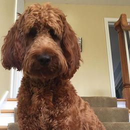 Goldendoodles from Plum Creek Acres Next Generation