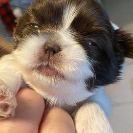 Shih Tzu Puppies from Precious Tzu Crew