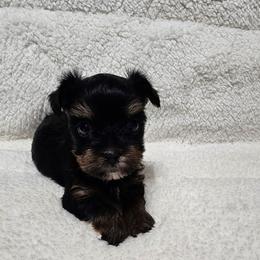 Precious - Blue and gold female Yorkshire Terrier puppy in Dayton, Ohio from Precious Yorkie Babies