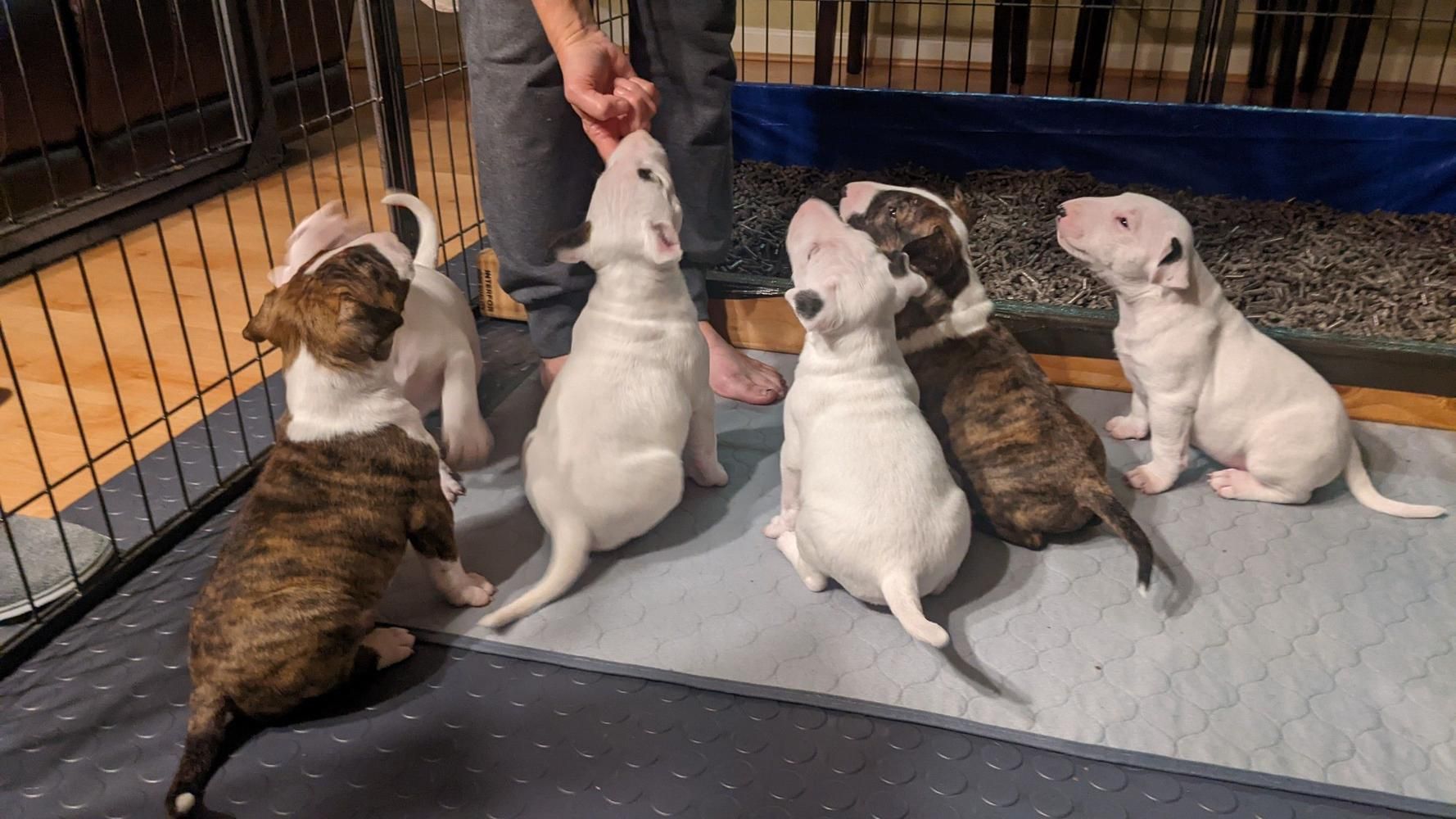 Litter of Bull Terrier puppies sitting and looking up at owner