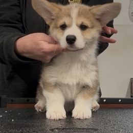 John - Red male Pembroke Welsh Corgi puppy in Cheyenne, Wyoming from BriarFox Welsh Corgis