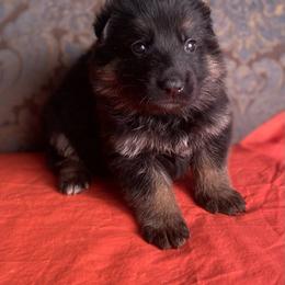 Orange collar girl - Black and red female German Shepherd puppy in Coleta, Illinois from Four Leaf Farm- Vom Vierblättriges Bauernhof