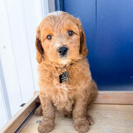 Cosmic Crisp - Red  male Goldendoodle puppy in West Haven, Utah from Split Mountain Doodles
