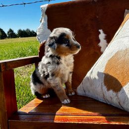 Boy 3 - Blue merle Miniature American Shepherd puppy in Ava, Missouri from Blue Blood Mini Aussies