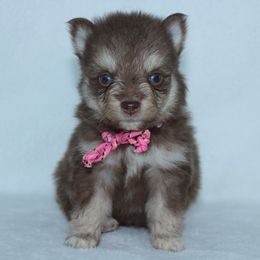 Abby - Chocolate male Pomsky puppy in Clarkston, Utah from Red Rock Ranch Breeders