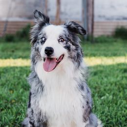 Dallas - Border Collie