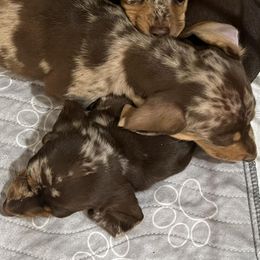 Dachshunds from Rose’s Dachshunds