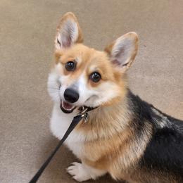 Pembroke Welsh Corgi puppies from Rhone River Farm Pembroke Welsh Corgis