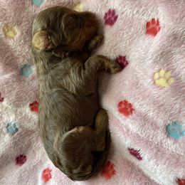 Australian Labradoodle and Double Doodle Puppies from Little Kingdom Doodles