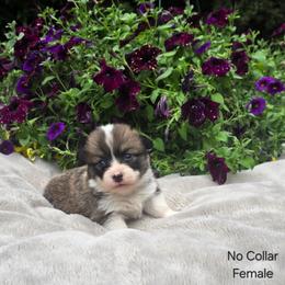 No Collar Female - Red female Pembroke Welsh Corgi puppy in Tenino, Washington from LoneStar Corgis NW