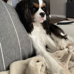 Sophie - Cavalier King Charles Spaniel