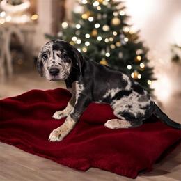 Catahoula Leopard Dog Puppies from Cottonwood Creek Catahoula’s