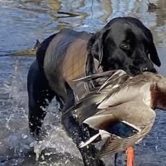 Labrador Retrievers from Boomerang Farm
