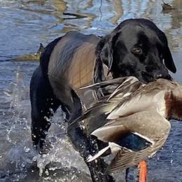 Labrador Retrievers from Boomerang Farm