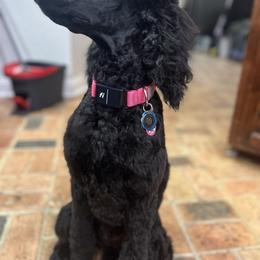 Birdy Girl - Poodle