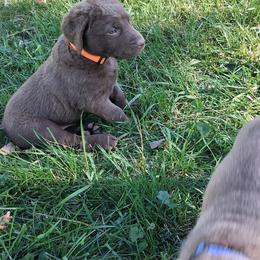 Orange - Dark brown male Chesapeake Bay Retriever puppy in De Forest, Wisconsin from Rennocks Top Of The Marsh Chesapeake Bay Retrievers