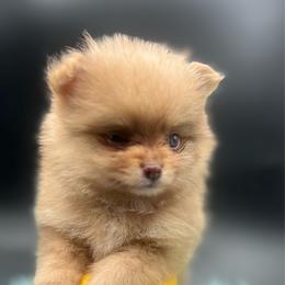 Pee wee - Chocolate merle male Pomeranian puppy in Brentwood, California from Royalpawpoms