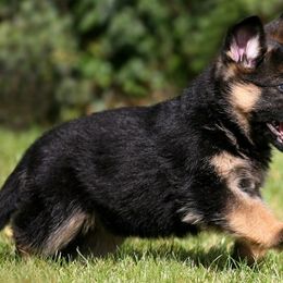 German Shepherd Puppies from Westhaus K9