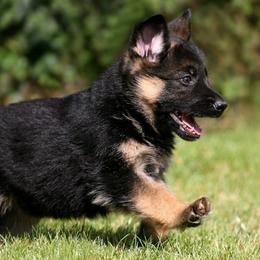 German Shepherd Puppies from Westhaus K9