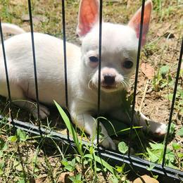 Chico - White male Chihuahua puppy in Gerald, Missouri from OutLaw Chihuahua's