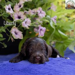 Liberty - Chocolate female Australian Labradoodle puppy in Cashmere, Washington from Mountain Home Doodles