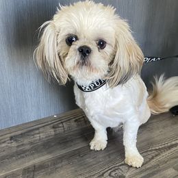 Russell - Shih Tzu