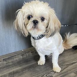 Russell - Shih Tzu