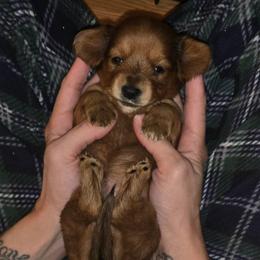 Mandy - Red female Dachshund puppy in Farmington, Missouri from Southeast mo Miniature dachshunds