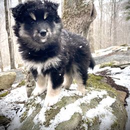 Pomsky Puppies from Blue Ridge Pomsky