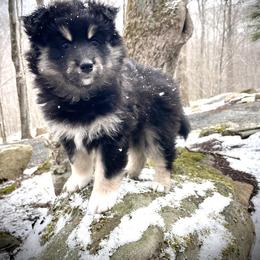 Pomsky Puppies from Blue Ridge Pomsky